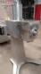 Granulador rotativo para p� Alwis